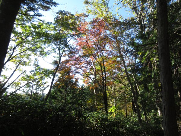 登山道